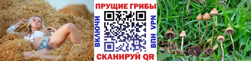 Галлюциногенные грибы Psilocybine cubensis  блэк спрут ONION  Сураж 